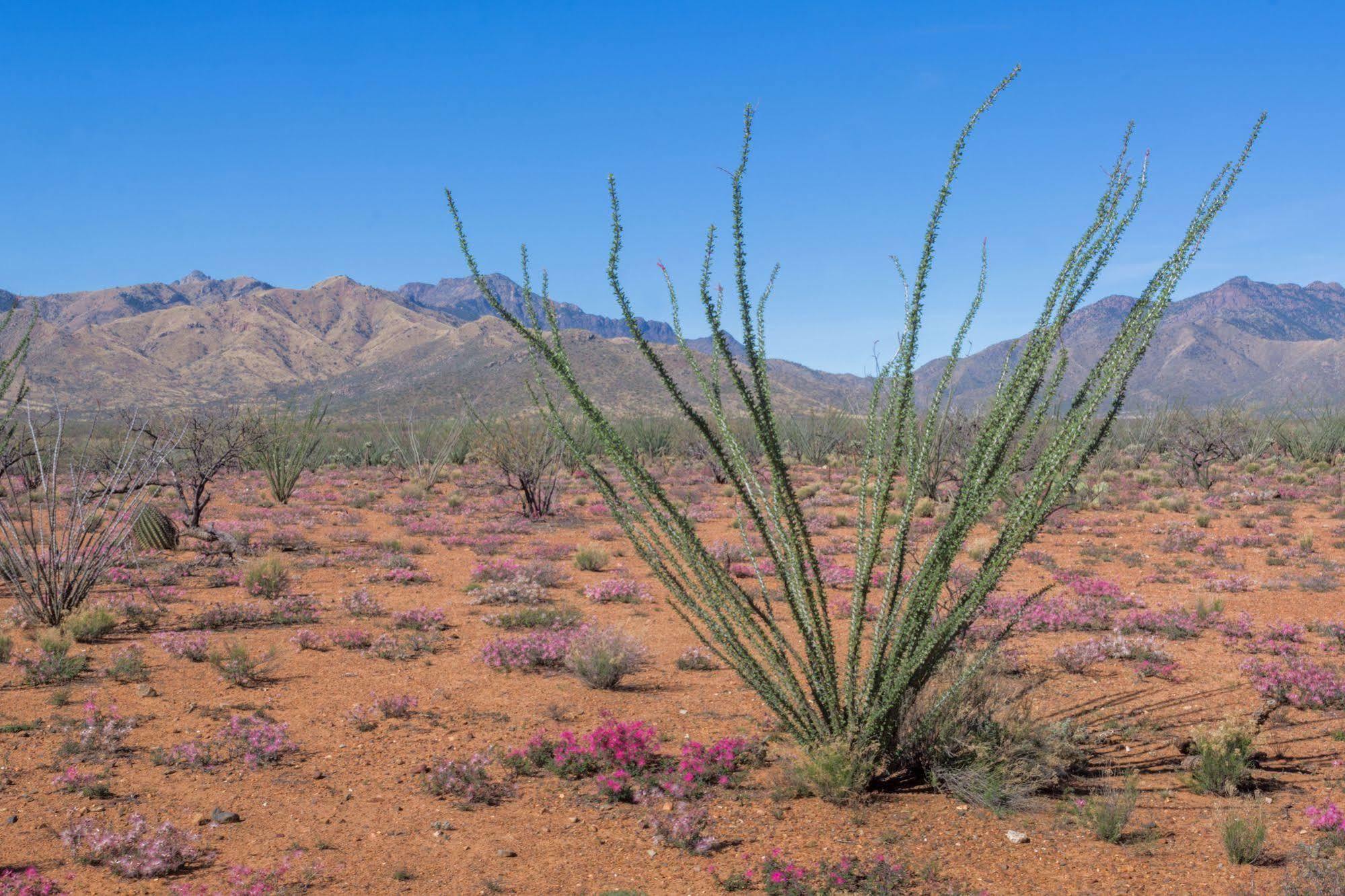 فندق Rancho De La Osa Guest Ranch Sasabe المظهر الخارجي الصورة